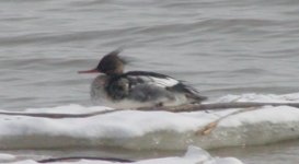 Red-Breasted Merganser (by Sal).jpg