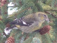 White-winged Crossbill (female) (2).JPG