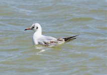 1 Gull slender billed Zakaki Marsh.jpg