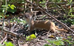 Stoat (R).jpg