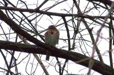 foxsparrow2.jpg