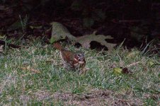 foxsparrow3.jpg