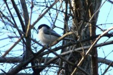 carolina chickadee (Medium).jpg