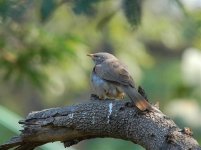 JungleBabbler - Copy.jpg