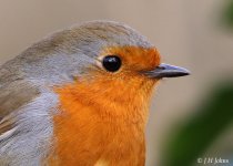 robin100%crop-1718.jpg