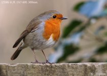 robin-1718.jpg