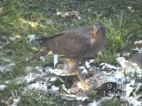 SparrowHawk2.jpg