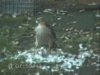 Sparrowhawk3.jpg