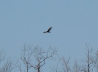 Turkey Vulture.jpg