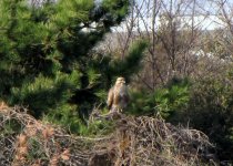 Common Buzzard.jpg