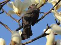 Brown-eared Bulbul.jpg