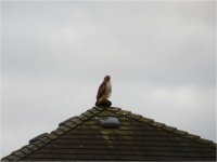 2009-02-11-Red-tailed Hawk.jpg