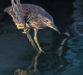 bc night heron G1 sw30x iso800 18mm_1120337.jpg