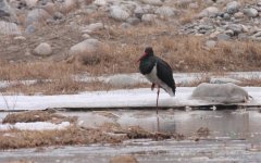 5.BlackStork.jpg