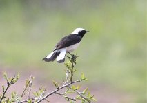 1 Wheatear Cyprus 5 Kala Choria 240309.jpg