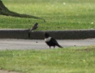 ring ouzel 014.JPG