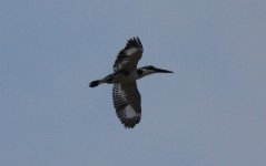 4.PiedKingfisher.JPG