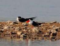 IndianSkimmer - Copy.jpg