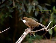 WhiteThLaughingthrush3 - Copy.jpg