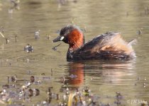 little-grebe-3063.jpg