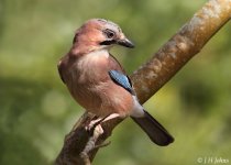 jay-3049.jpg