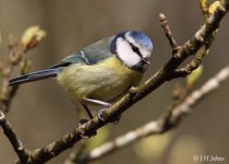 blue-tit-3025.jpg