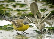 yellow wagtail(macronyx)_1180703.jpg