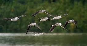 marshsands flight G1_1180844.jpg