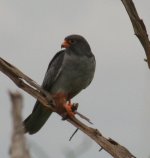 Red footed falcon.jpg