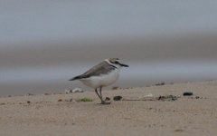 3.KentishPlover.JPG