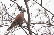 5.RedCollaredDove.JPG