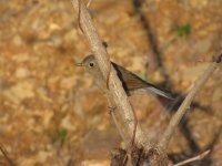 Red-flanked Bluetail (1024x768).jpg