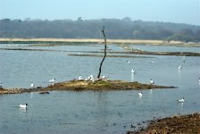 RSPB Minsmere 1 (R).jpg