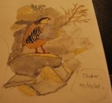 Chukar Painting005.JPG