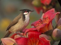 rwbulbul flowers G1_1220042.jpg