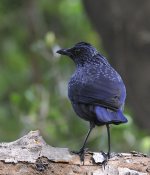 sigma blue whistling thrush_DSC9322_1.jpg