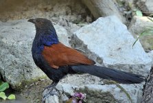 sigma greater coucal_DSC9139.jpg