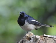 sigma magpie robin male_DSC9285_1.jpg