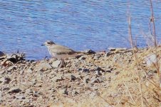 killdeer 2009 (Large).jpg