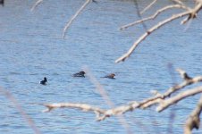 red-breasted merganser 2 (Large).jpg