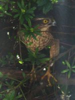 Sparrowhawk, blood on its talons.jpg