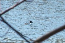 common goldeneye (Large).jpg