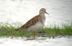 2.PectoralSandpiper.JPG