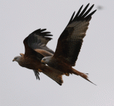 Red-Kites.gif