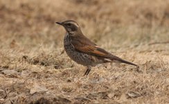 3.DuskyThrush.JPG