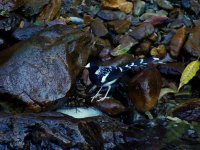 SpottedForktail2 - Copy.jpg