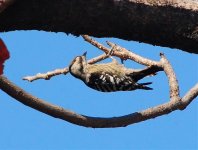 GreyCPygmyWoodpecker2 - Copy.jpg