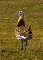 Great Bustard, Calera y Chozas Plains, April 17th, 2009.jpg