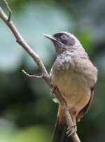 4.MaskedLaughingthrush.JPG