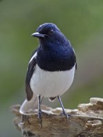 magpie robin male G1 iso400 raw_1090555.jpg